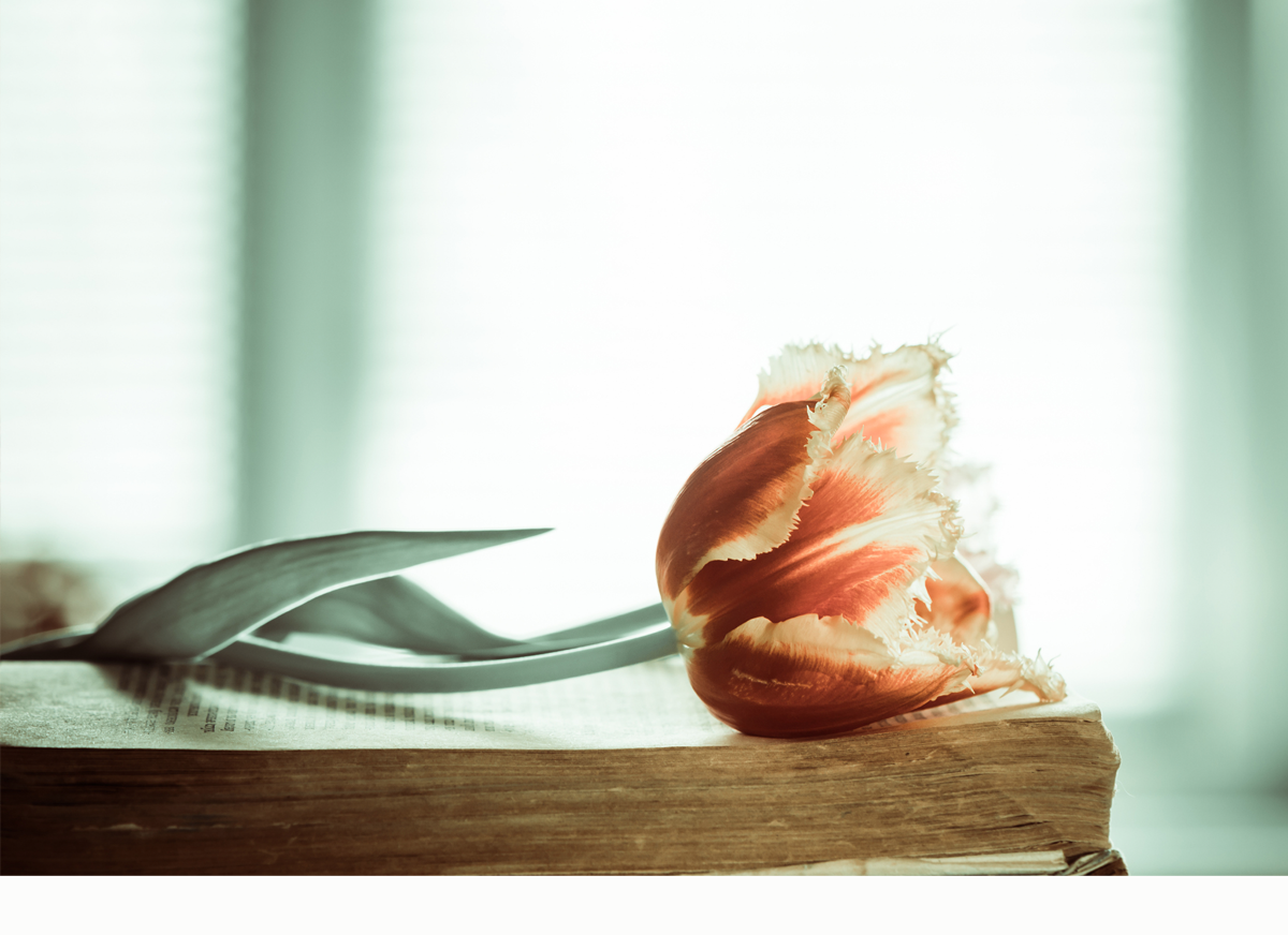 Daily Devotion – Led by the Spirit of Truth