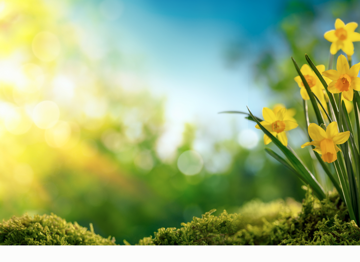 Daily Devotion – The Beauty of Perseverance