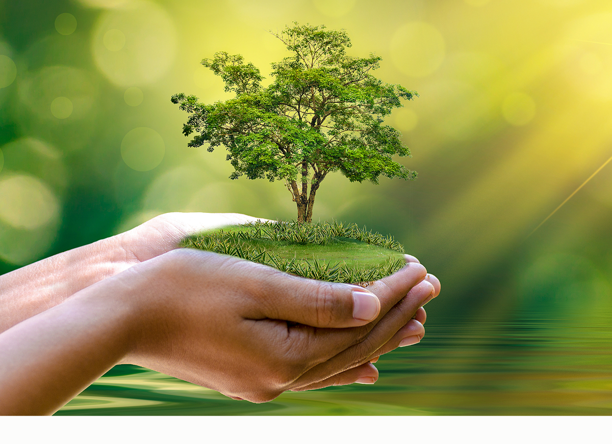 Daily Devotion – Strengthened by the Winds of Adversity